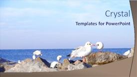  Presentation with rocky - Presentation design featuring seagulls on rocky beach background and a sky blue colored foreground
