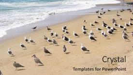  Presentation with chile - Audience pleasing theme consisting of seagulls on the beach of vina del mar chile backdrop and a soft green colored foreground