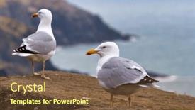  Presentation with ireland - PPT theme featuring seagulls-on-the-coast background and a tawny brown colored foreground