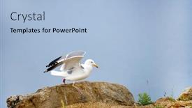  Presentation with russian - Colorful PPT theme enhanced with seagulls on the olkhon island baikal lake russian federation backdrop and a light blue colored foreground
