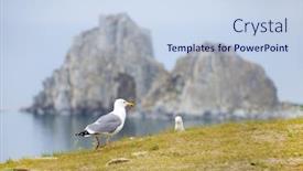  Presentation with russian - Presentation consisting of seagulls on the olkhon island baikal lake russian federation background and a light blue colored foreground