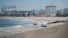  Presentation with sea - Slides with seagulls-on-the-sea-pier background and a light blue colored foreground