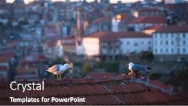  Presentation with roof - Beautiful presentation featuring seagulls sit on the roof of old houses in the historical center of porto portugal backdrop and a wine colored foreground
