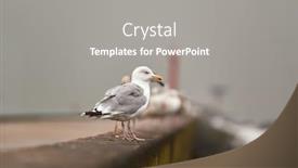  Presentation with concrete - Cool new presentation theme with seagulls-standing-in-a-row backdrop and a gray colored foreground