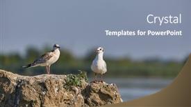 Presentation with cliff - Slide deck having seagulls-standing-on-a-cliff background and a mint green colored foreground
