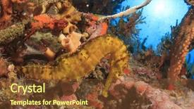  Presentation with coral - Amazing presentation theme having seahorse underwater on coral reef backdrop and a tawny brown colored foreground