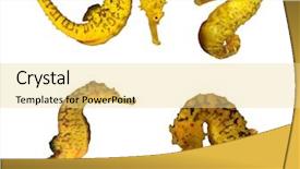  Presentation with horses - Audience pleasing slide set consisting of seahorses isolated on white background backdrop and a blonde colored foreground