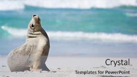  Presentation with kangaroo - Slide deck featuring seal at seal bay kangaroo background and a light gray colored foreground