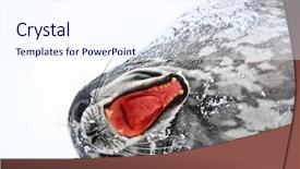  Presentation with wide - Beautiful PPT theme featuring seal lies on its side backdrop and a sky blue colored foreground