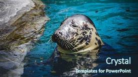  Presentation with water sun - PPT layouts consisting of seal resting in the sun background and a navy blue colored foreground