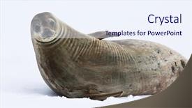  Presentation with antarctic - Amazing presentation theme having blue ribbon on white background clipping path backdrop and a sky blue colored foreground