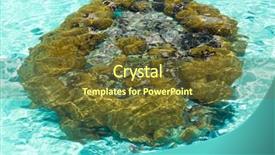  Presentation with water ocean - Theme having sealife and nature - sponge background and a tawny brown colored foreground