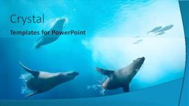  Presentation with ocean surface - Audience pleasing slide set consisting of seals-hunting-for-fish-ocean backdrop and a cyan colored foreground