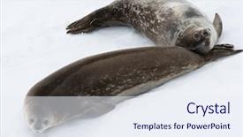  Presentation with antarctic - Beautiful PPT theme featuring seals rests on the snowy backdrop and a sky blue colored foreground