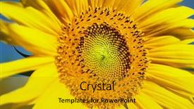  Presentation with sunflower - Audience pleasing PPT theme consisting of seamen - sunflower backdrop and a gold colored foreground