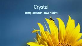  Presentation with sunflower - Cool new presentation theme with seamen - sunflower backdrop and a ocean colored foreground