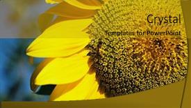  Presentation with sunflower sunflower sunflower sunflower sunflower - PPT theme enhanced with seamen - sunflower background and a gold colored foreground