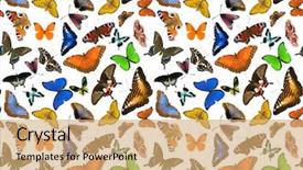  Presentation with butterflies - Slide deck having seamless-background-from-color-butterflies background and a coral colored foreground