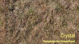  Presentation with image resolution - PPT theme with seamless detailed texture of old half dry grass high resolution colour horizontal image background and a tawny brown colored foreground