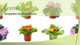  Presentation with bright white - Presentation featuring seamless-pattern-bright-fresh-violets background and a blonde colored foreground