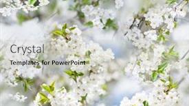 Presentation with spring tree - Amazing presentation design having seamless-pattern-of-blooming-cherry backdrop and a soft green colored foreground