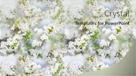  Presentation with spring tree - Presentation theme consisting of seamless-pattern-of-blooming-cherry background and a soft green colored foreground