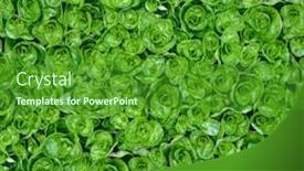  Presentation with water plant - Slides having seamless-water-plant-green-leaves background and a forest green colored foreground