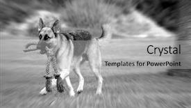  Presentation with german - Amazing presentation theme having military search rescue - german shepherd carrying rope backdrop and a light gray colored foreground
