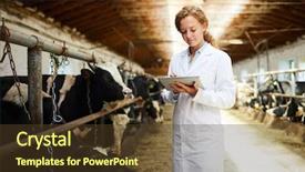  Presentation with cow - Cool new PPT theme with searching for data about livestock backdrop and a tawny brown colored foreground