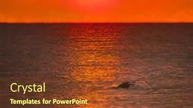  Presentation with dolphin - PPT theme having seascape-sunset-sea-waves background and a tawny brown colored foreground