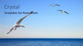  Presentation with puzzly pieces flying in - Colorful presentation design enhanced with seascape with flying seagulls backdrop and a light blue colored foreground