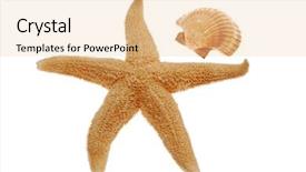  Presentation with seashell - Cool new slide set with seashell and starfish isolated on white background backdrop and a lemonade colored foreground