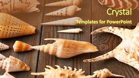  Presentation with seashell - PPT theme consisting of seashell collection flat lay still background and a tawny brown colored foreground