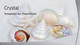  Presentation with pearls - Amazing theme having seashell collection with mother backdrop and a light gray colored foreground