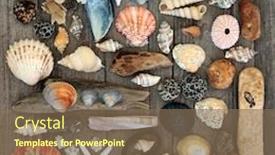  Presentation with rustic wood - Presentation design consisting of seashell-driftwood-pebble-and-seaweed background and a violet colored foreground