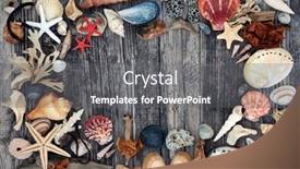  Presentation with seashell - Cool new presentation design with seashell-driftwood-pebble-seaweed-abstract backdrop and a gray colored foreground