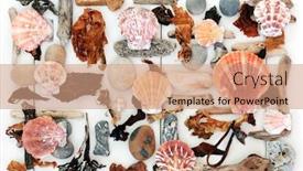  Presentation with seashell - Presentation theme featuring seashell driftwood seaweed and pebble abstract on a white wood background background and a coral colored foreground