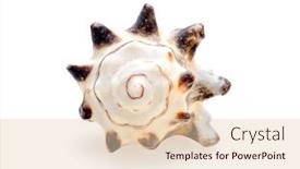  Presentation with seashell - Cool new presentation design with seashell-isolated-on-white-background backdrop and a lemonade colored foreground