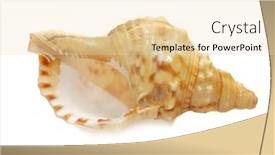  Presentation with seashell - Presentation featuring seashell isolated on white background background and a lemonade colored foreground