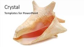  Presentation with seashell - Presentation theme with seashell isolated on white background background and a white colored foreground