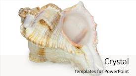  Presentation with seashell - Presentation design consisting of seashell isolated on white background with clipping path see more images in my portfolio background and a soft green colored foreground