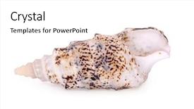  Presentation with seashell - Slide set with seashell isolated on white background with clipping path see more images in my portfolio background and a white colored foreground