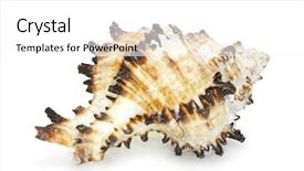  Presentation with seashell - PPT theme having seashell isolated on white background with clipping path see more images in my portfolio background and a white colored foreground