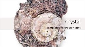  Presentation with seashell - Colorful theme enhanced with seashell isolated on white background with clipping path see more images in my portfolio backdrop and a lemonade colored foreground