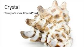  Presentation with seashell - Beautiful slide deck featuring seashell isolated on white background with clipping path see more images in my portfolio backdrop and a white colored foreground
