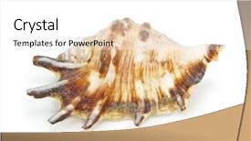  Presentation with seashell - Colorful slide deck enhanced with seashell isolated on white background with clipping path see more images in my portfolio backdrop and a white colored foreground