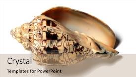  Presentation with seashell - Colorful slides enhanced with seashell isolated on white backdrop and a coral colored foreground