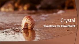 Presentation with seashell - Slide deck featuring seashell-nautilus-on-sea-beach background and a tawny brown colored foreground