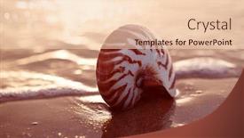  Presentation with seashell - Cool new theme with seashell-nautilus-on-sea-beach backdrop and a lemonade colored foreground