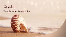  Presentation with seashell - PPT theme featuring seashell nautilus on sea beach background and a lemonade colored foreground